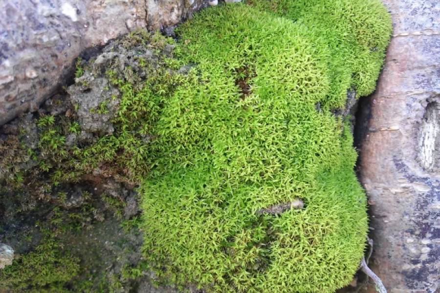 مزایای گیاه اشنه