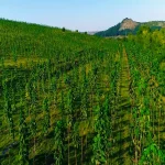 کاشت پائولونیا