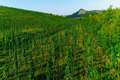 کاشت پائولونیا