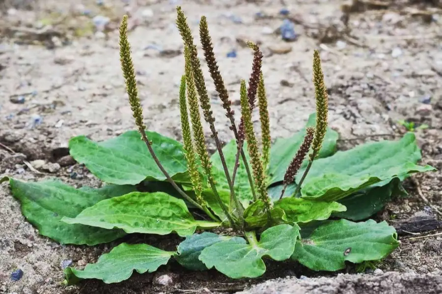 خاصیت بارهنگ پس از زایمان