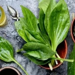 خواص بارهنگ