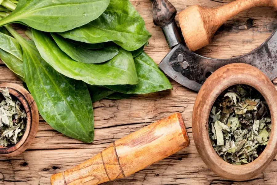 طریقه مصرف بارهنگ برای درمان