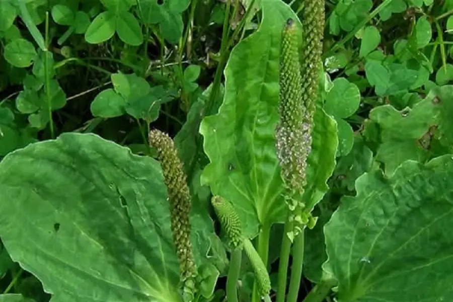 خواص بارهنگ برای رحم و سلامت بانوان